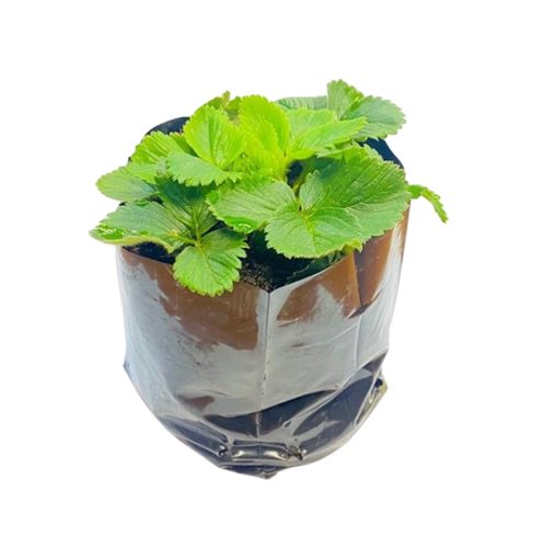 Picture of Strawberry Pot Plant