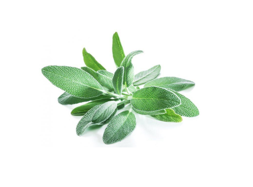 Picture of Sage - Per kg