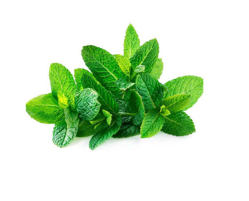 Picture of Fresh Mint - Promo 1kg